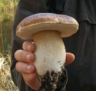 Des champignons et des arbres